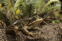 Columbia Spotted Frog (Rana luteiventris) at night, Big Hole National Battlefield, Montana