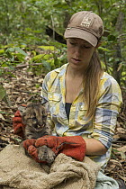 Mountain Lion (Puma concolor) biologist, Justine Alyssa Smith, holding five week old male cub for collaring, Santa Cruz Puma Project, Henry Cowell Redwoods State Park, Santa Cruz Mountains, California
