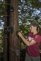 Mountain Lion (Puma concolor) biologist, Justine Smith, setting up audio response equipment, Santa Cruz Puma Project, Santa Cruz Mountains, California
