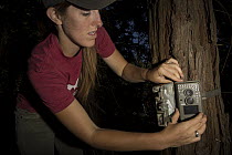 Mountain Lion (Puma concolor) biologist, Justine Smith, setting up camera trap, Santa Cruz Puma Project, Santa Cruz Mountains, California