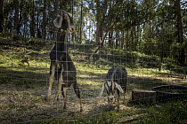 Domestic Goat (Capra hircus) pair in unsecured pen, central California