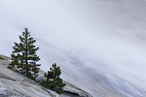 Lodgepole Pine (Pinus contorta) trees along river, Tuolumne River, Grand Canyon of the Tuolumne, Yosemite National Park, Sierra Nevada, California