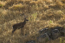 Iberian Red Deer (Cervus elaphus hispanicus) stag, Sierra de Andujar Natural Park, Sierra de Andujar, Sierra Morena, Andalusia, Spain
