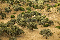 Holm Oak (Quercus ilex) trees in Mediterranean forest, Sierra de Andujar Natural Park, Sierra de Andujar, Sierra Morena, Andalusia, Spain