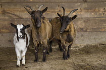 Domestic Goat (Capra hircus) females and kid in pen, France