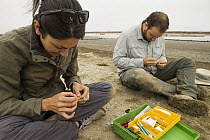 Snowy Plover (Charadrius nivosus) biologists, Karine Tokatlian and Ben Pearl, banding chicks, Eden Landing Ecological Reserve, Union City, Bay Area, California