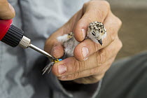 Snowy Plover (Charadrius nivosus) biologist, Ben Pearl, banding chick, Eden Landing Ecological Reserve, Union City, Bay Area, California