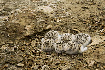 Snowy Plover (Charadrius nivosus) chicks in nest, Eden Landing Ecological Reserve, Union City, Bay Area, California