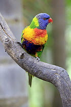 Rainbow Lorikeet (Trichoglossus haematodus), South Australia, Australia