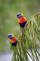 Rainbow Lorikeet (Trichoglossus haematodus) pair, South Australia, Australia