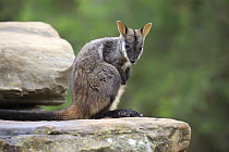 Brush-tailed Rock Wallaby (Petrogale penicillata), Adelaide, South Australia, Australia