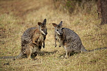 Tammar Wallaby (Macropus eugenii) pair, Kangaroo Island, South Australia, Australia