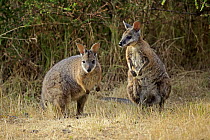 Tammar Wallaby (Macropus eugenii) pair, Kangaroo Island, South Australia, Australia