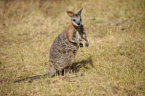 Tammar Wallaby (Macropus eugenii), Kangaroo Island, South Australia, Australia