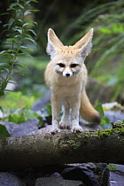 Fennec Fox (Vulpes zerda), Landau, Germany