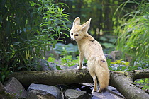 Fennec Fox (Vulpes zerda), Landau, Germany