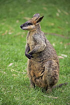 Agile Wallaby (Macropus agilis), South Australia, Australia