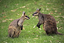 Agile Wallaby (Macropus agilis) pair, South Australia, Australia