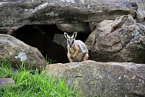 Yellow-footed Rock Wallaby (Petrogale xanthopus), Adelaide, South Australia, Australia