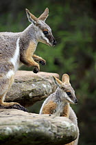 Yellow-footed Rock Wallaby (Petrogale xanthopus) mother with joey, Adelaide, South Australia, Australia