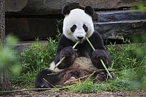Giant Panda (Ailuropoda melanoleuca) feeding on bamboo, Adelaide Zoo, South Australia, Australia