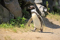 Humboldt Penguin (Spheniscus humboldti), Landau, Germany
