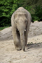 Asian Elephant (Elephas maximus) calf, Heidelberg, Germany