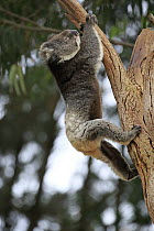 Koala (Phascolarctos cinereus) climbing tree, Kangaroo Island, South Australia, Australia
