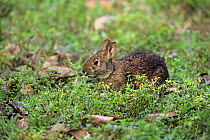 Marsh Rabbit (Sylvilagus palustris), Wakodahatchee Wetlands, Delray Beach, Florida