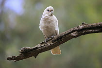 Little Corella (Cacatua sanguinea), Sturt National Park, New South Wales, Australia