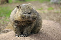 Common Wombat (Vombatus ursinus), South Australia, Australia