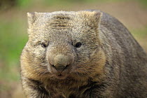 Common Wombat (Vombatus ursinus), South Australia, Australia