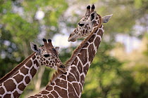 Reticulated Giraffe (Giraffa camelopardalis reticulata) female biting mane of male, Miami, Florida