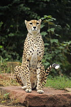 Sudan Cheetah (Acinonyx jubatus soemmeringii), Landau, Germany