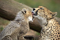 Sudan Cheetah (Acinonyx jubatus soemmeringii) mother licking cub, Landau, Germany