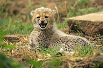 Sudan Cheetah (Acinonyx jubatus soemmeringii) ten week old cub snarling, Landau, Germany