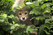 Sudan Cheetah (Acinonyx jubatus soemmeringii) ten week old cub hiding, Landau, Germany