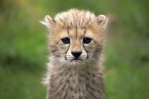 Sudan Cheetah (Acinonyx jubatus soemmeringii) ten week old cub, Landau, Germany