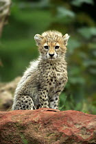 Sudan Cheetah (Acinonyx jubatus soemmeringii) ten week old cub, Landau, Germany