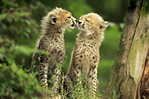 Sudan Cheetah (Acinonyx jubatus soemmeringii) cub licking sibling, Landau, Germany