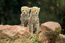 Sudan Cheetah (Acinonyx jubatus soemmeringii) ten week old cubs, Landau, Germany