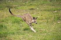 Eastern Grey Kangaroo (Macropus giganteus) sub-adult jumping, Murramarang National Park, New South Wales, Australia