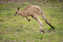 Eastern Grey Kangaroo (Macropus giganteus) sub-adult jumping, Murramarang National Park, New South Wales, Australia