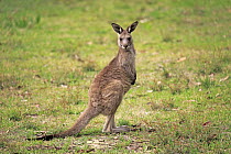 Eastern Grey Kangaroo (Macropus giganteus) sub-adult, Murramarang National Park, New South Wales, Australia