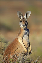 Red Kangaroo (Macropus rufus) male chewing grass, Sturt National Park, New South Wales, Australia