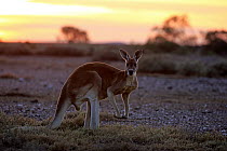 Red Kangaroo (Macropus rufus) male at sunrise, Sturt National Park, New South Wales, Australia