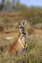 Red Kangaroo (Macropus rufus) male, Sturt National Park, New South Wales, Australia