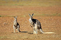 Red Kangaroo (Macropus rufus) mother with sub-adult, Sturt National Park, New South Wales, Australia
