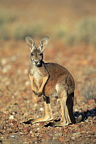 Red Kangaroo (Macropus rufus) sub-adult, Sturt National Park, New South Wales, Australia