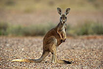 Red Kangaroo (Macropus rufus) sub-adult, Sturt National Park, New South Wales, Australia